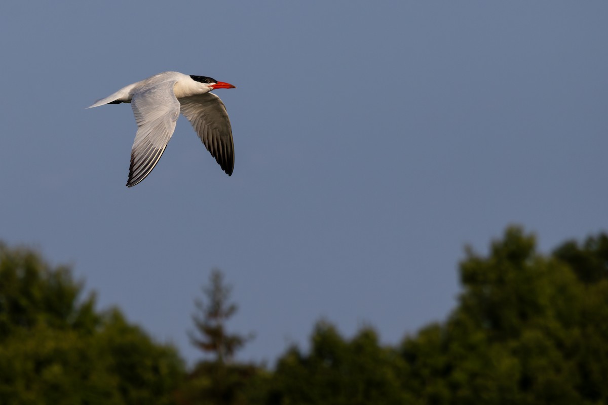 Caspian Tern - ML639931203