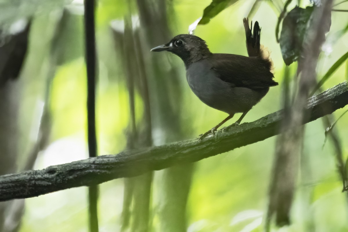 Black-faced Antthrush - ML639931204
