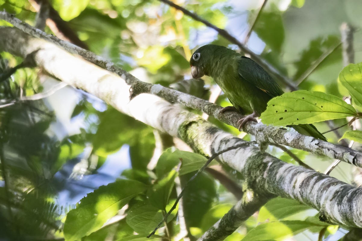 Golden-winged Parakeet - ML639931230