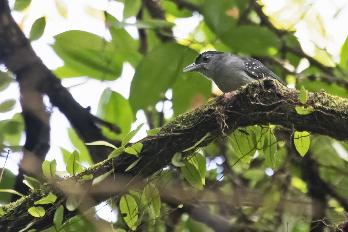 Spot-winged Antshrike - ML639931238