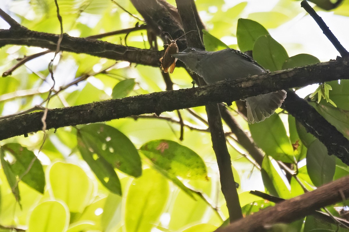 Spot-winged Antshrike - ML639931239