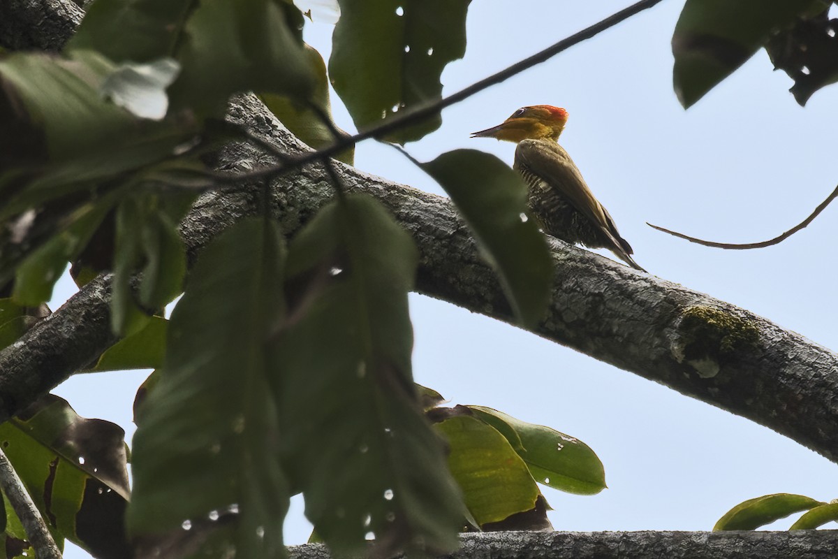 Golden-green Woodpecker - ML639931251