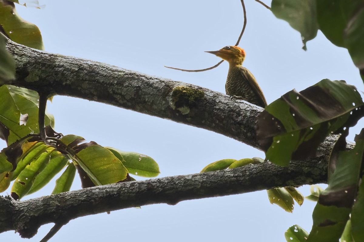 Golden-green Woodpecker - ML639931252