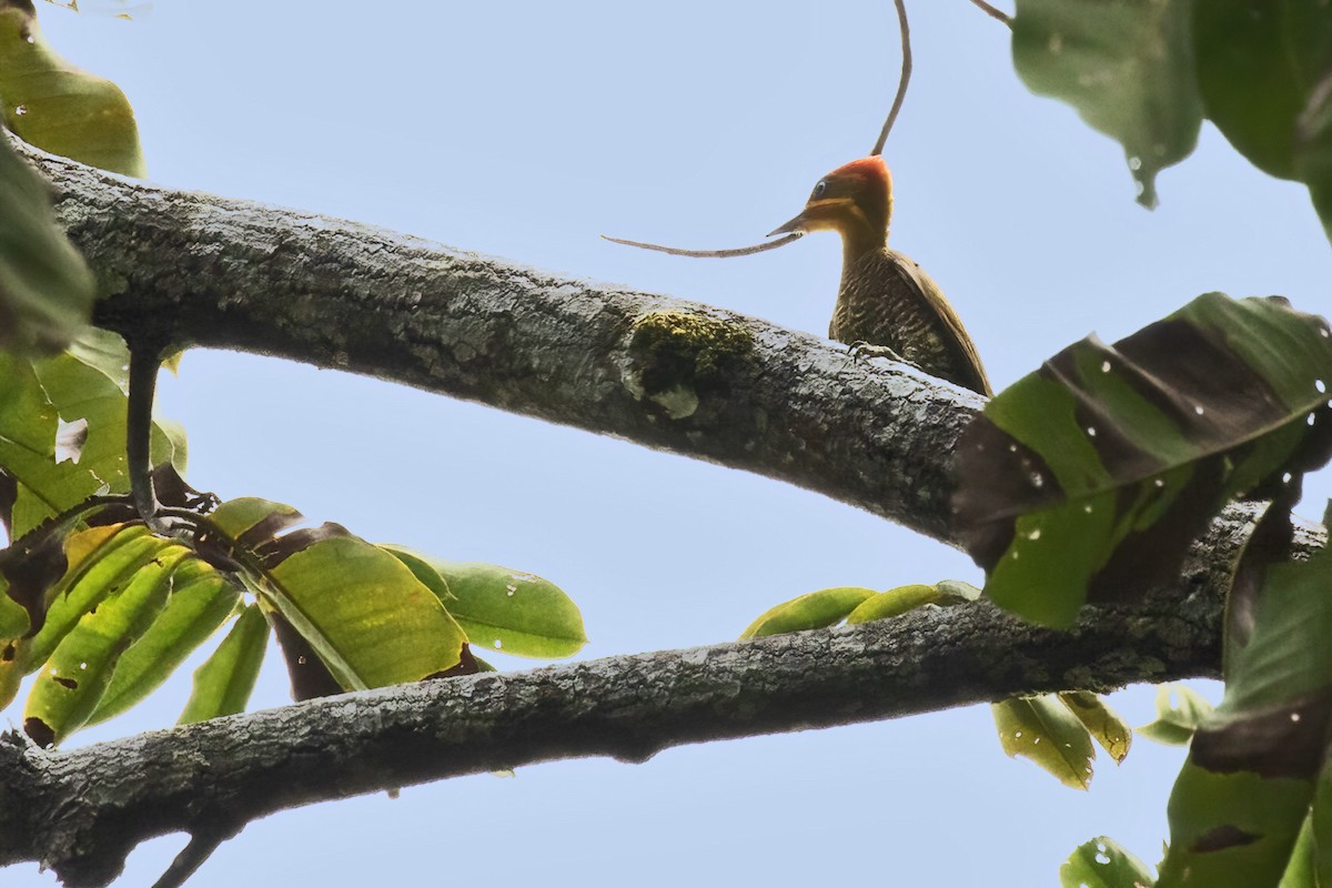 Golden-green Woodpecker - ML639931253