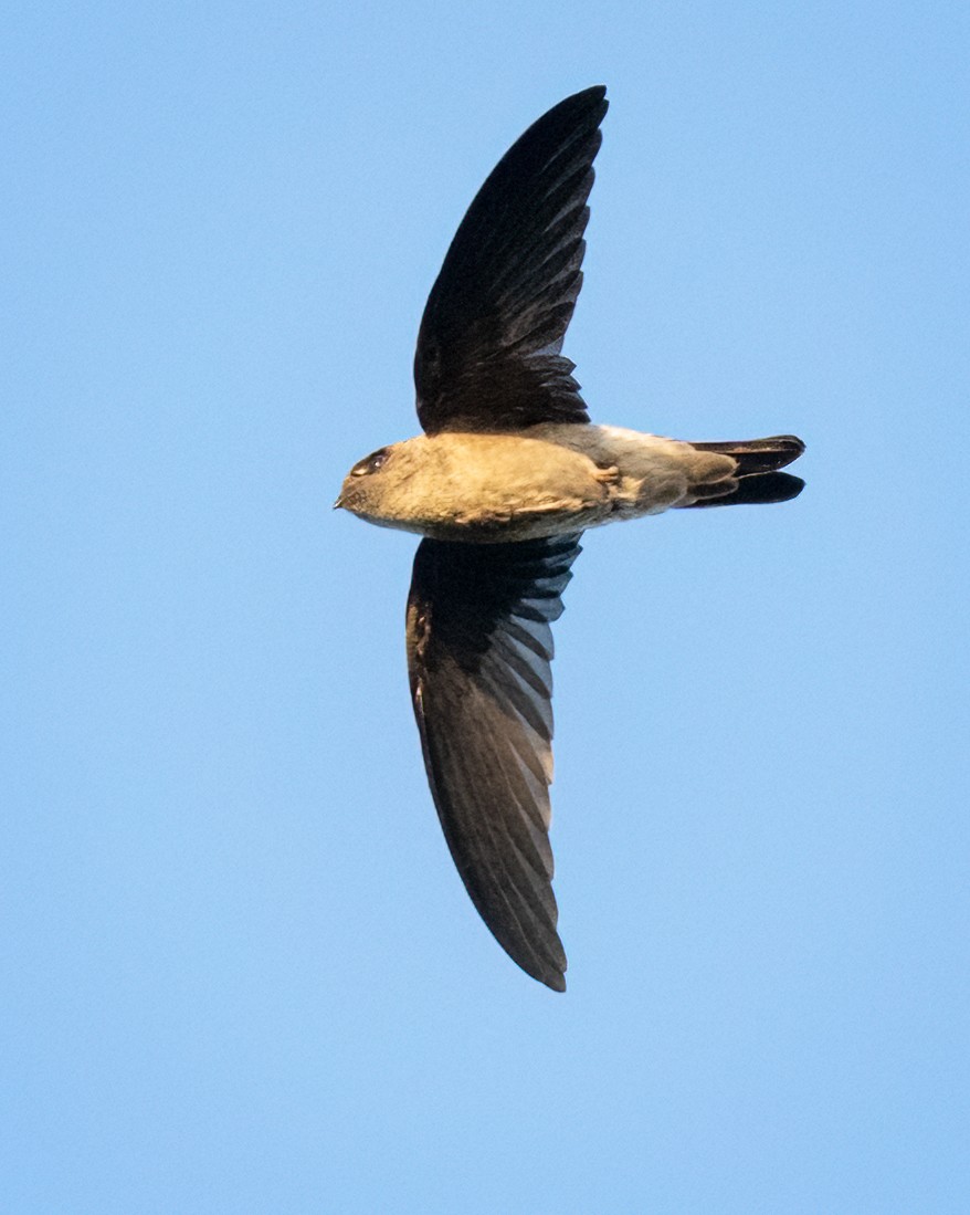 swiftlet sp. - ML639931257