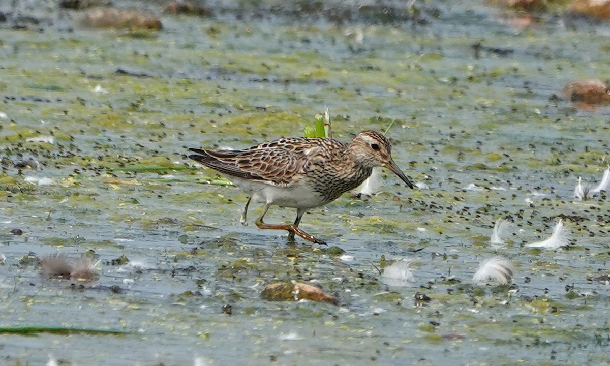 Pectoral Sandpiper - ML639931267