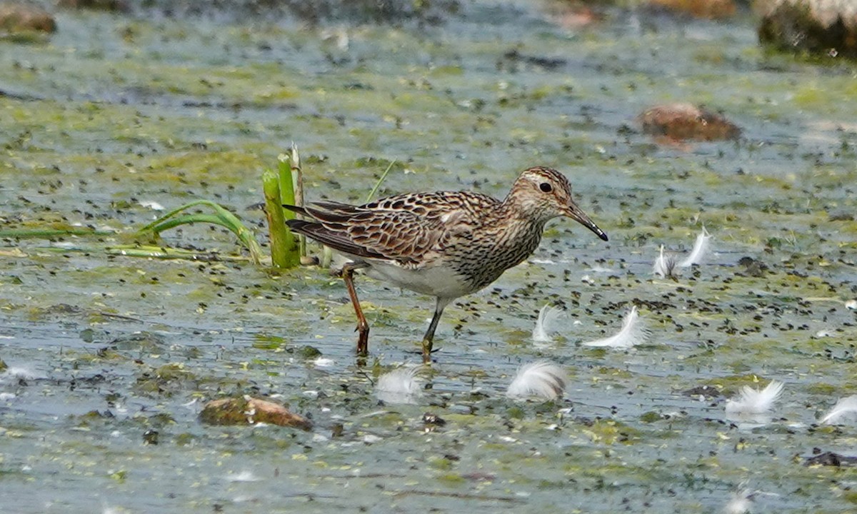 Pectoral Sandpiper - ML639931268