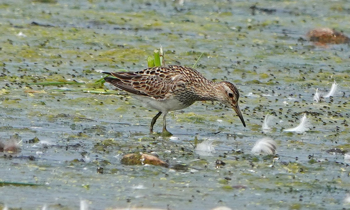 Pectoral Sandpiper - ML639931269