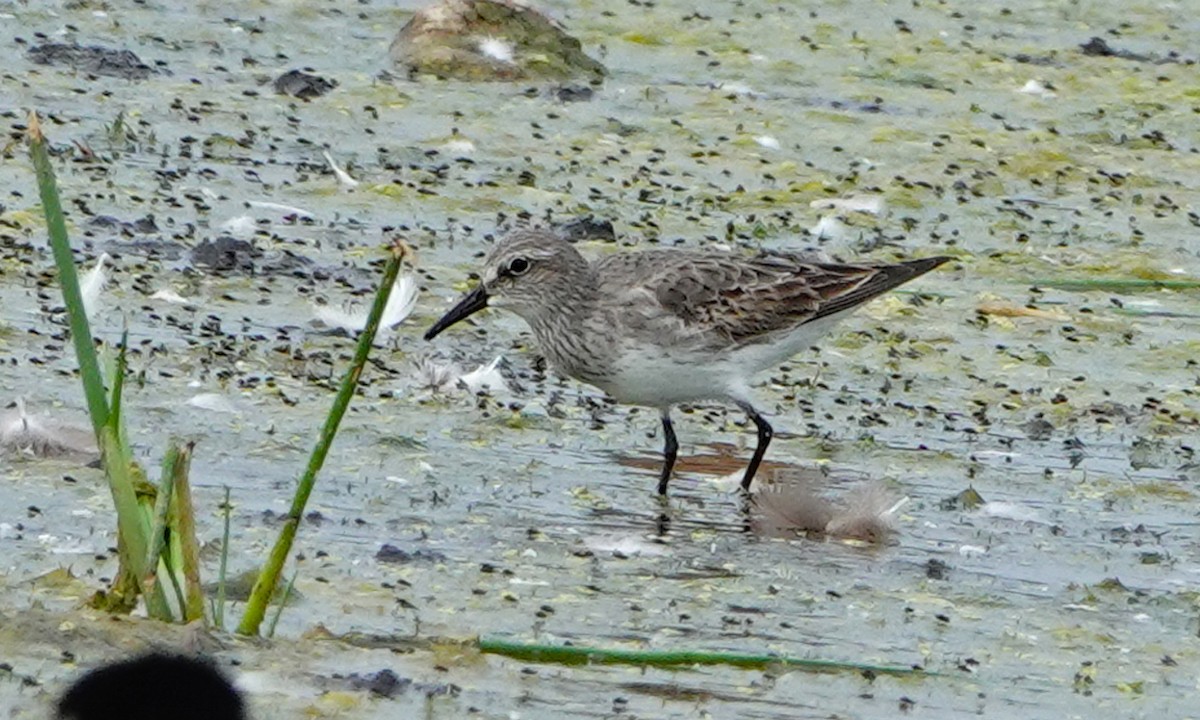 White-rumped Sandpiper - ML639931286