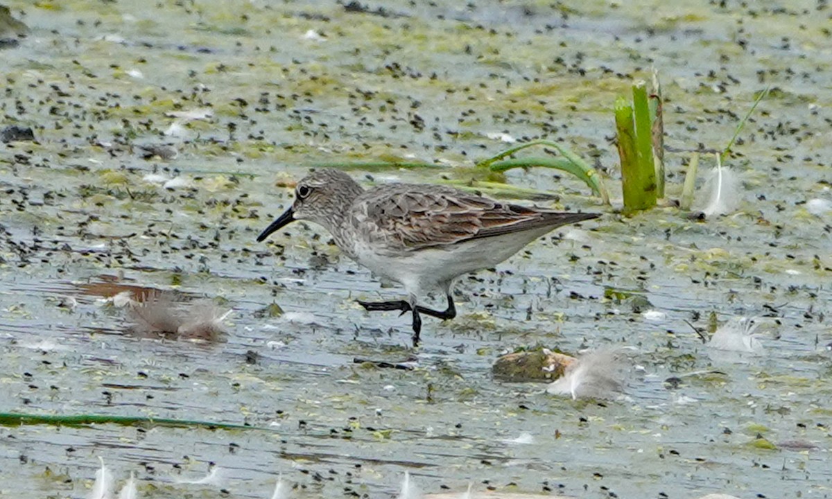 White-rumped Sandpiper - ML639931287