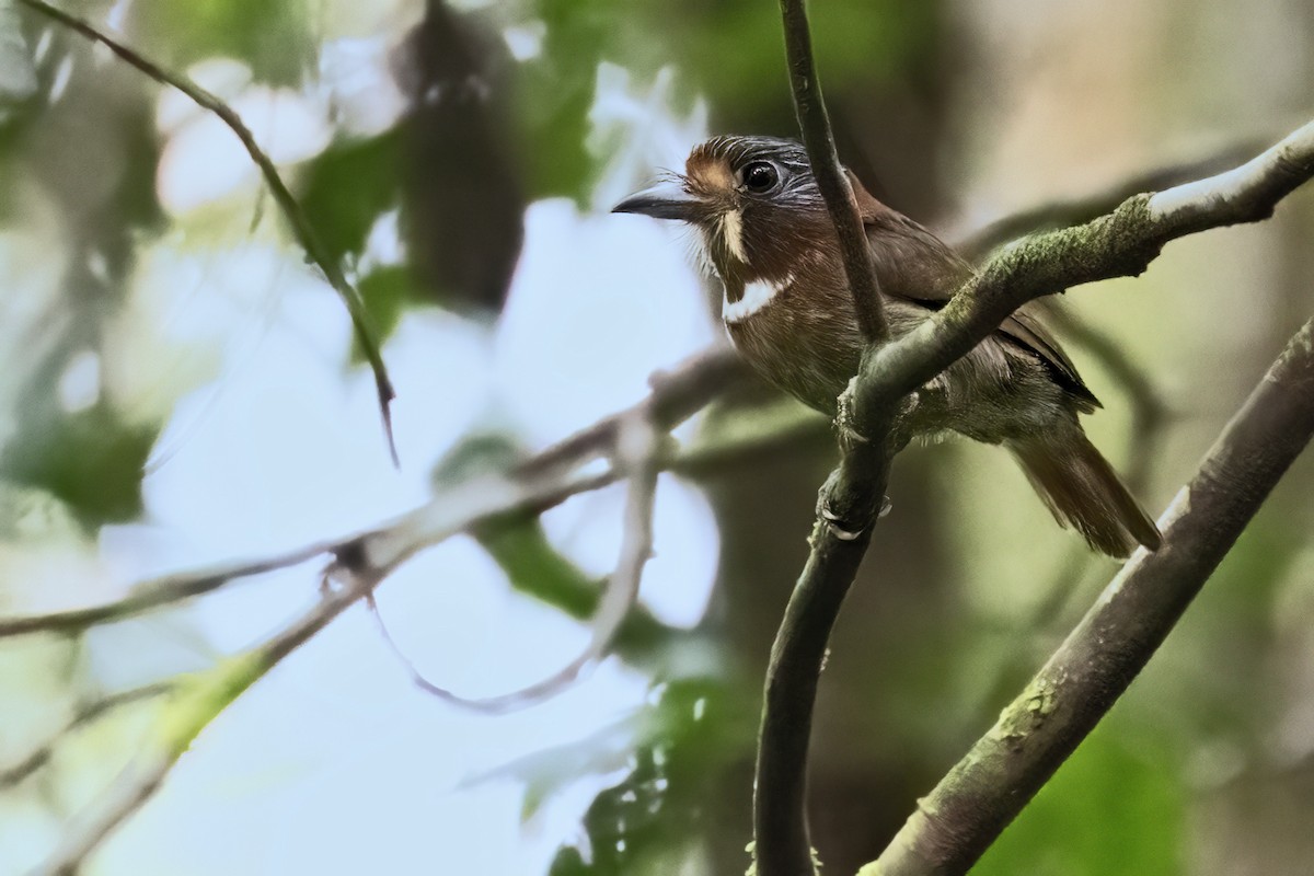 Rufous-necked Puffbird - ML639931290