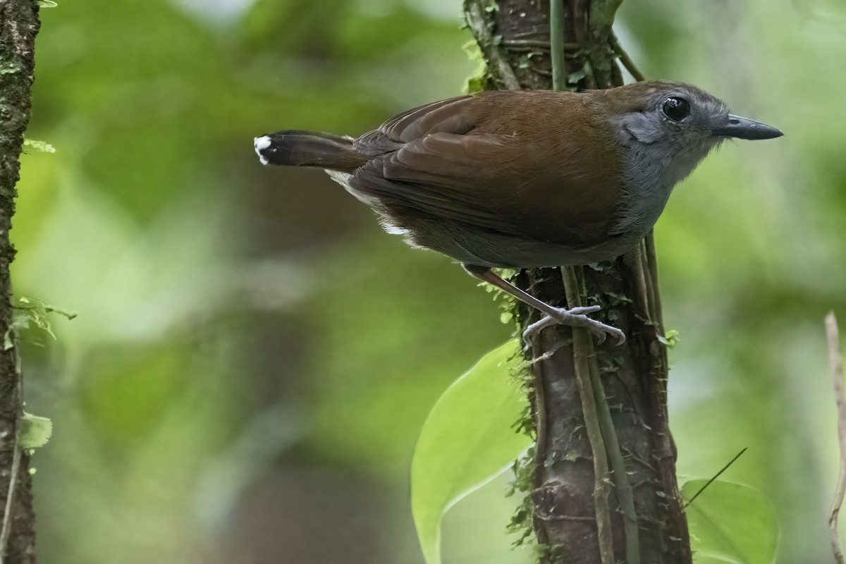 Xingu Scale-backed Antbird - ML639931297