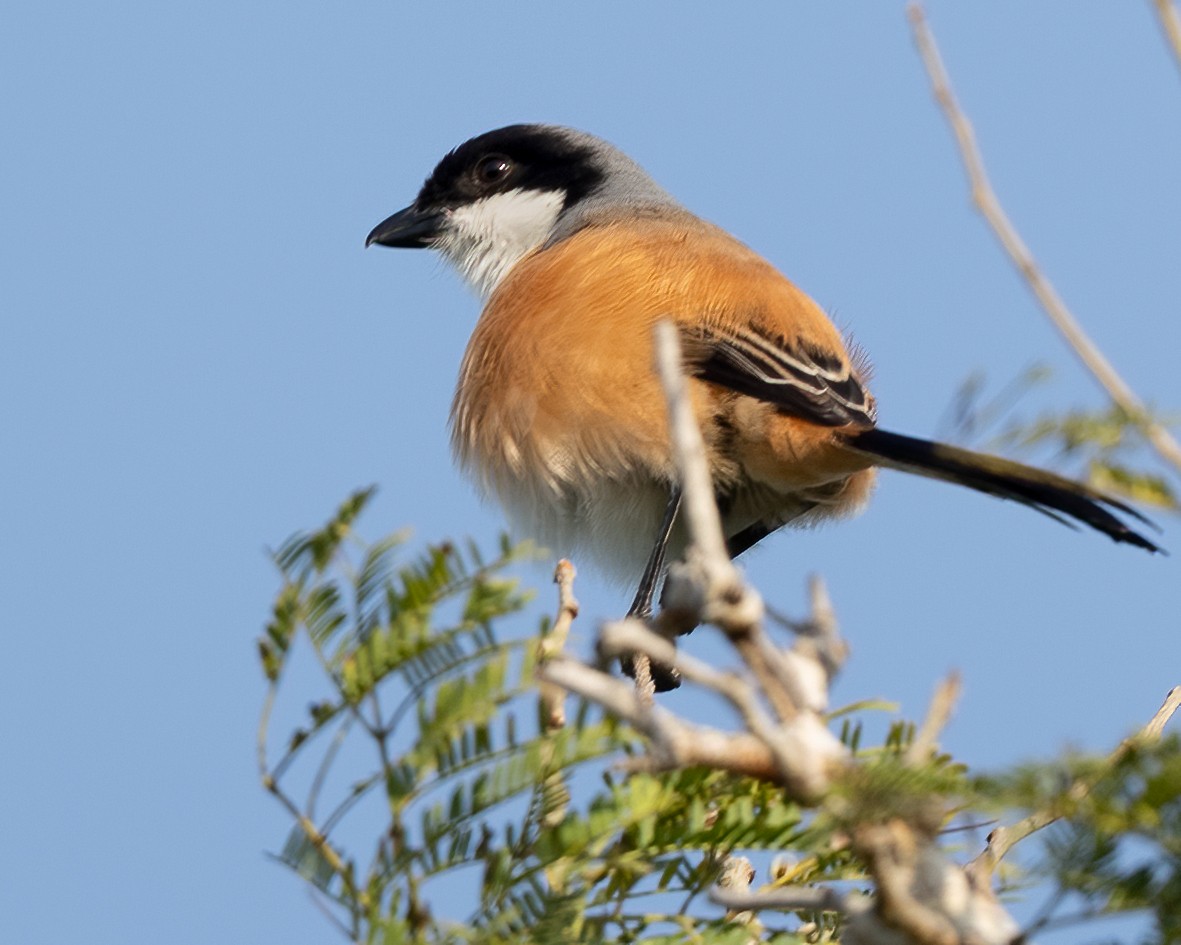 Long-tailed Shrike - ML639931317