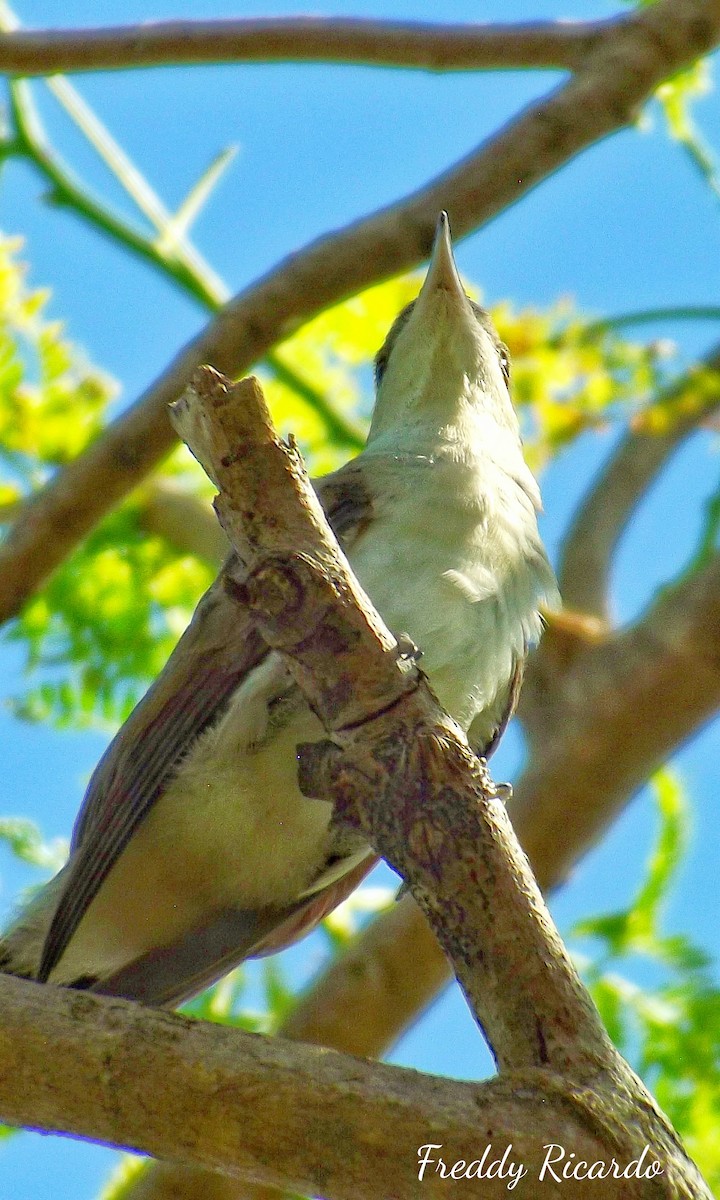 Yellow-billed Cuckoo - ML639931341