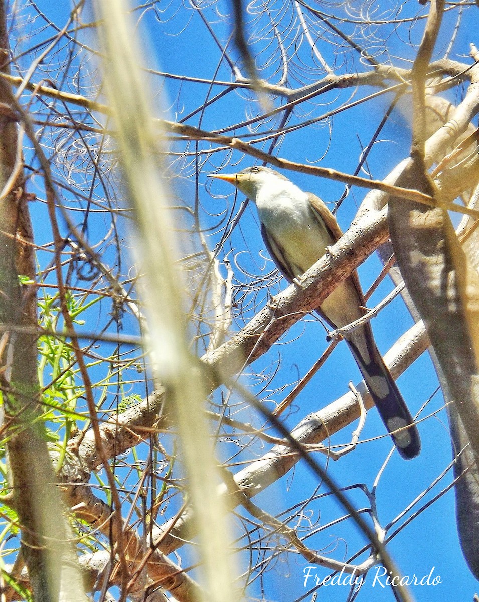 Yellow-billed Cuckoo - ML639931343