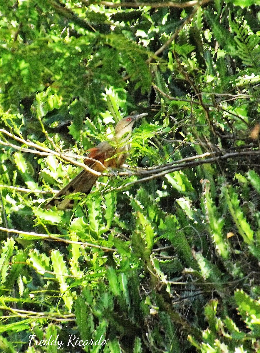 Great Lizard-Cuckoo - ML639931367
