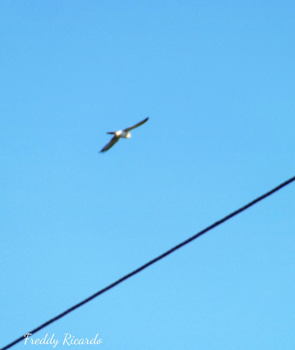 Gundlach's Hawk - ML639931384