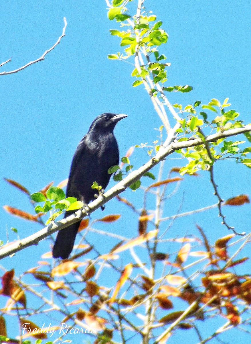Cuban Blackbird - ML639931410