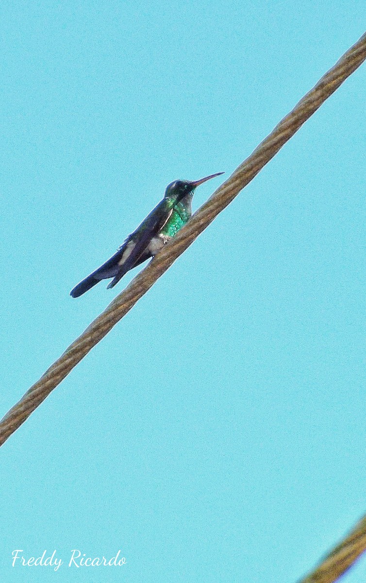 Cuban Emerald - ML639931458