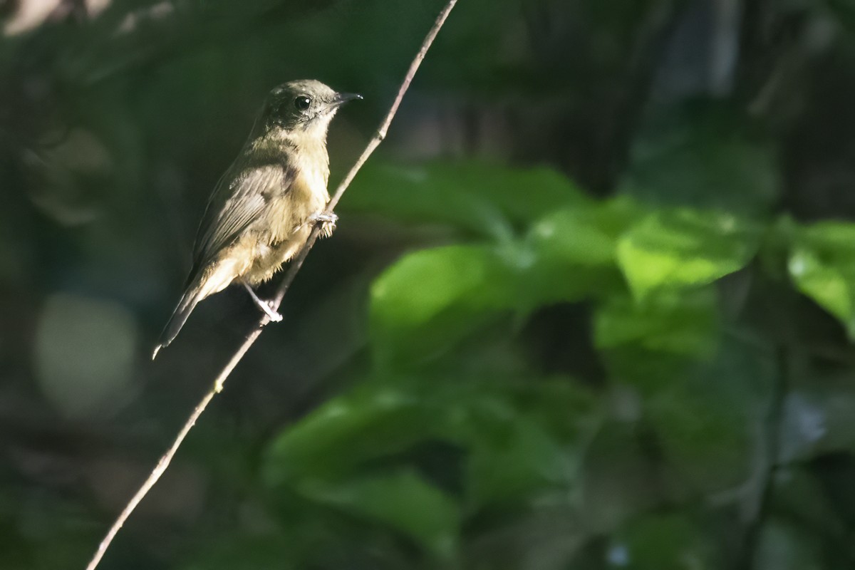 McConnell's Flycatcher - ML639931515