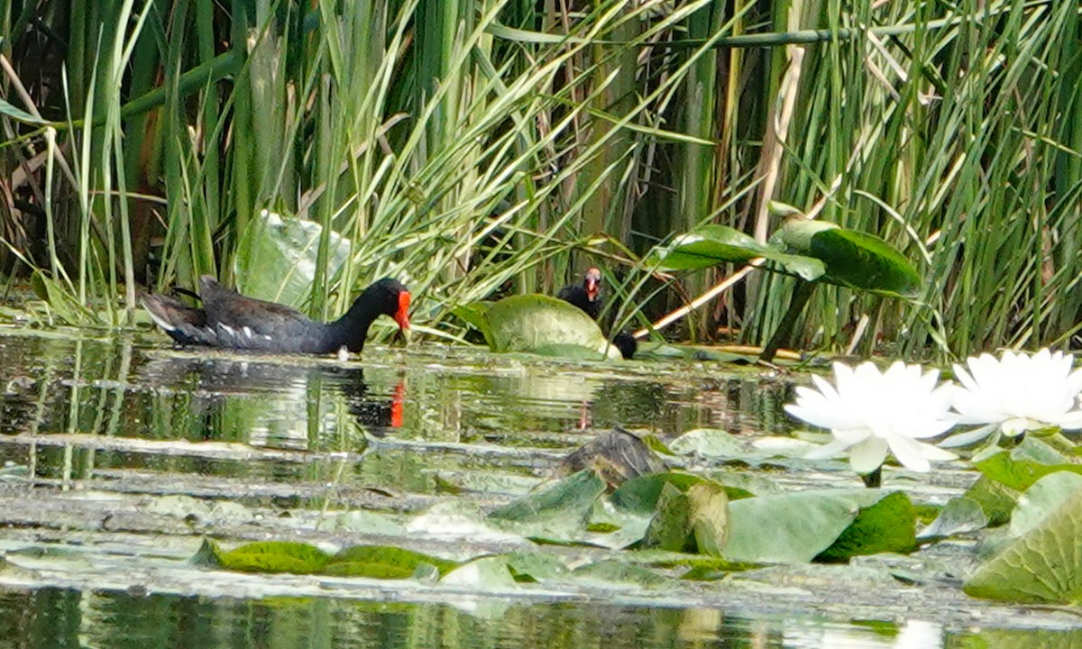 Common Gallinule - ML639931516