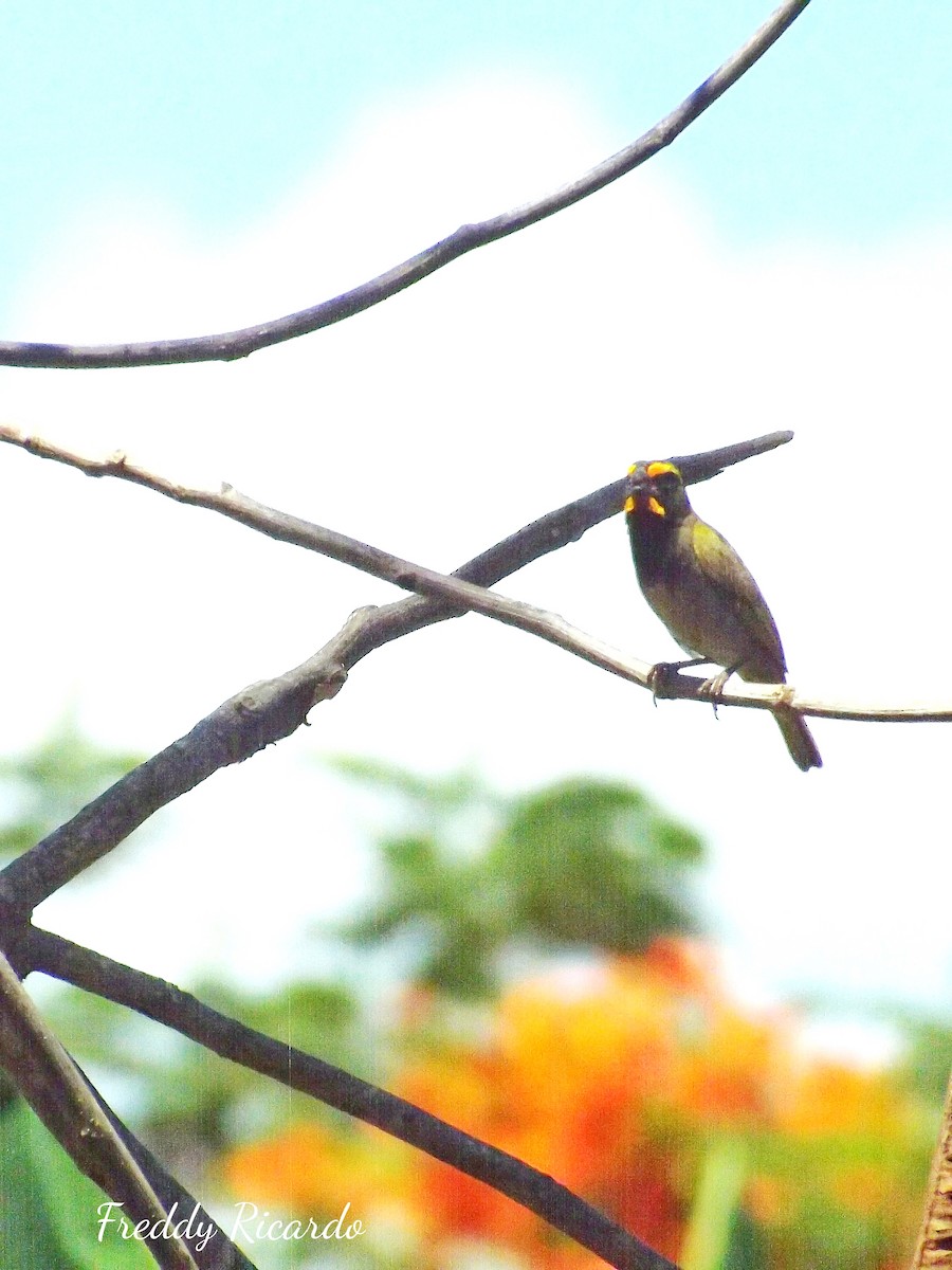 Yellow-faced Grassquit - ML639931517
