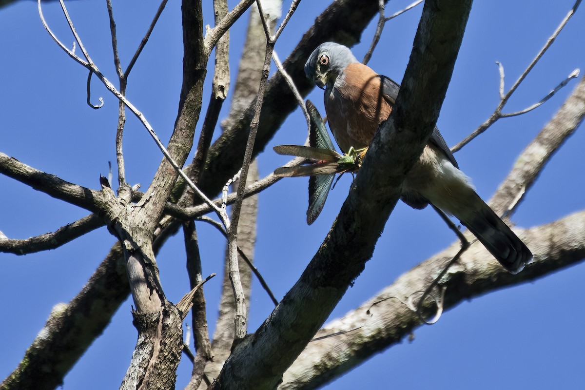 Double-toothed Kite - ML639931518