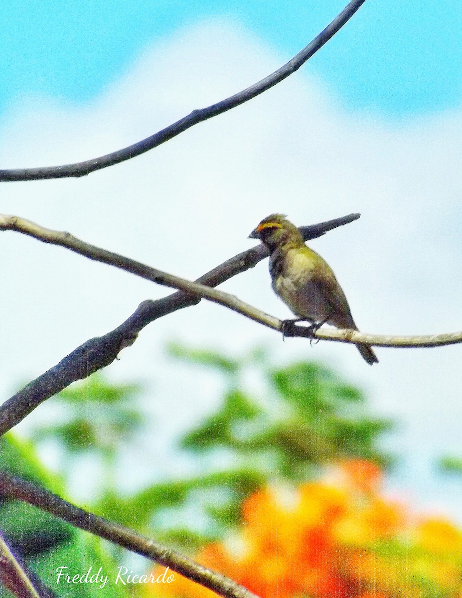 Yellow-faced Grassquit - ML639931522