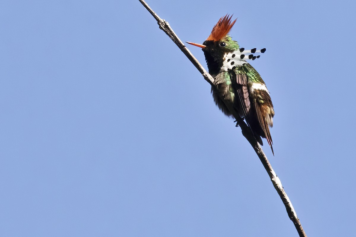 Dot-eared Coquette - ML639931533