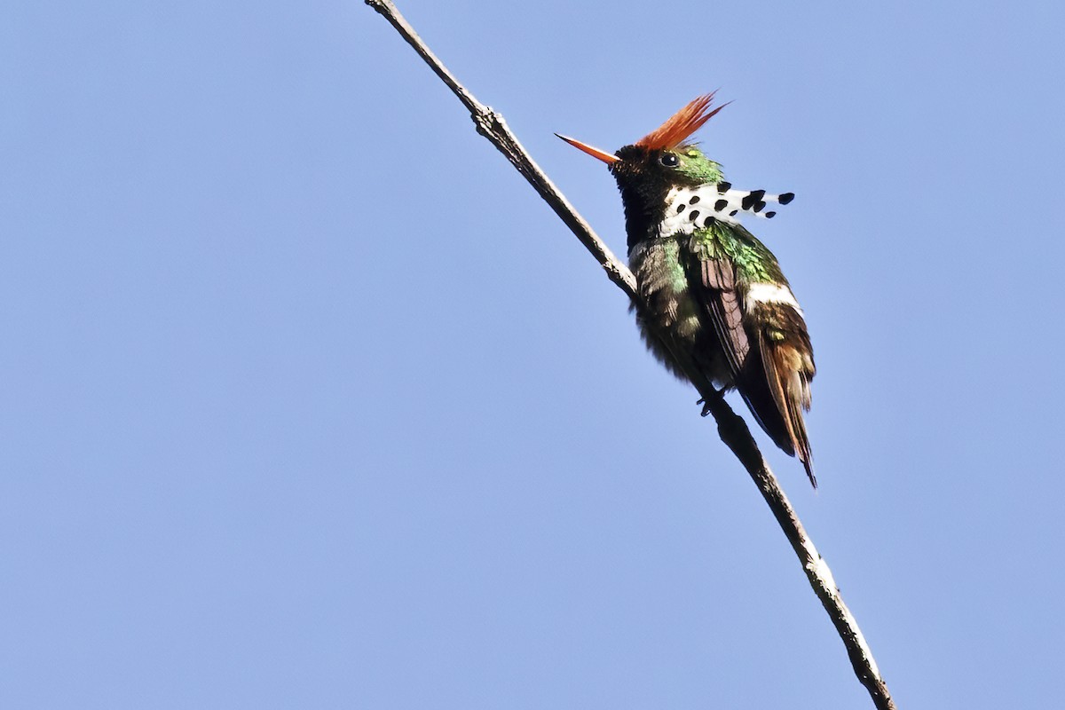 Dot-eared Coquette - ML639931534