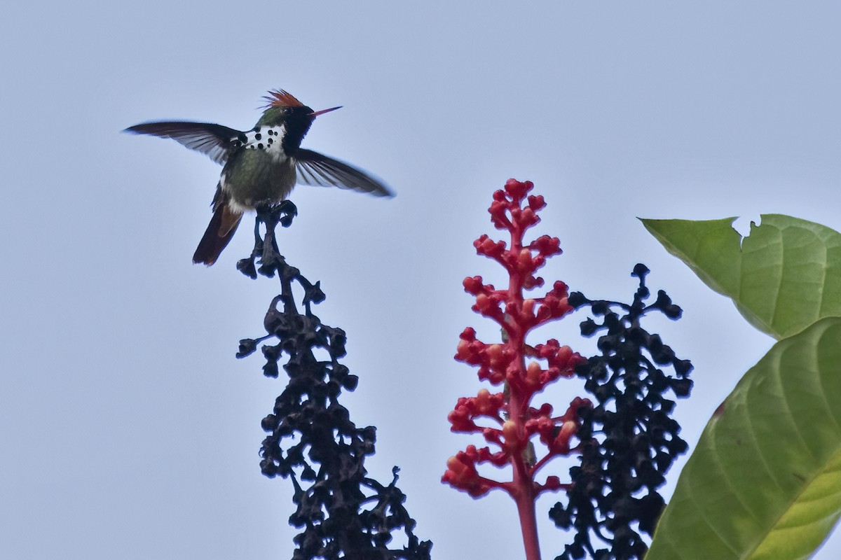 Dot-eared Coquette - ML639931535