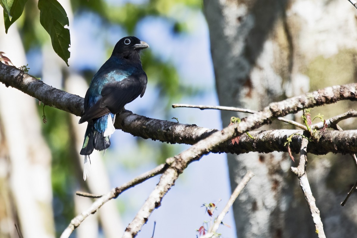 Green-backed Trogon - ML639931540