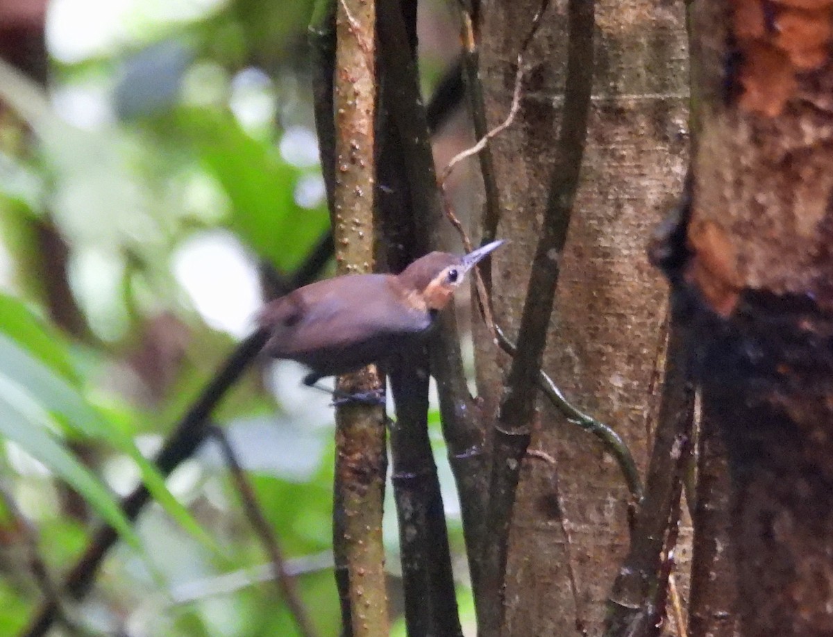 Tawny-faced Gnatwren - ML639931560
