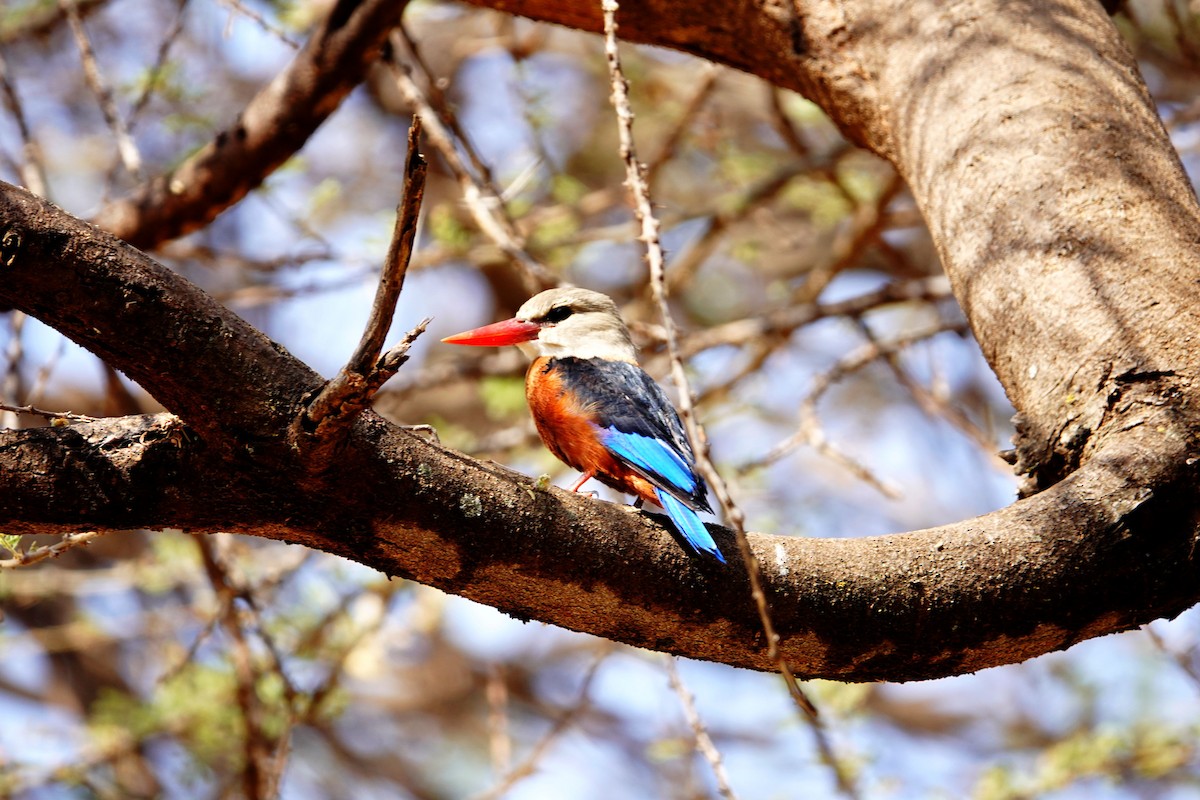 Gray-headed Kingfisher - ML639931706