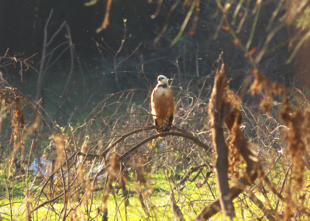Black-collared Hawk - ML639931708