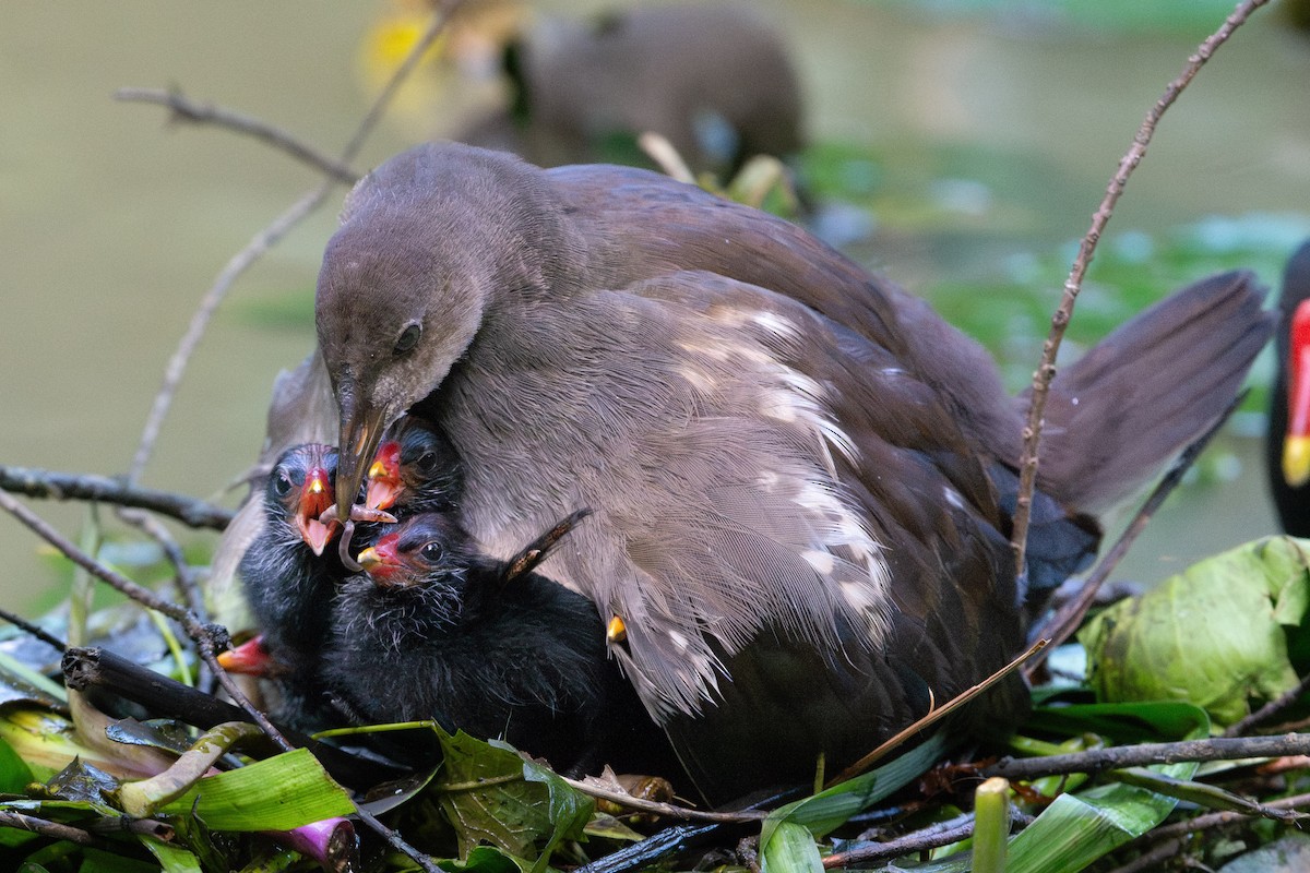 Eurasian Moorhen - ML639931771