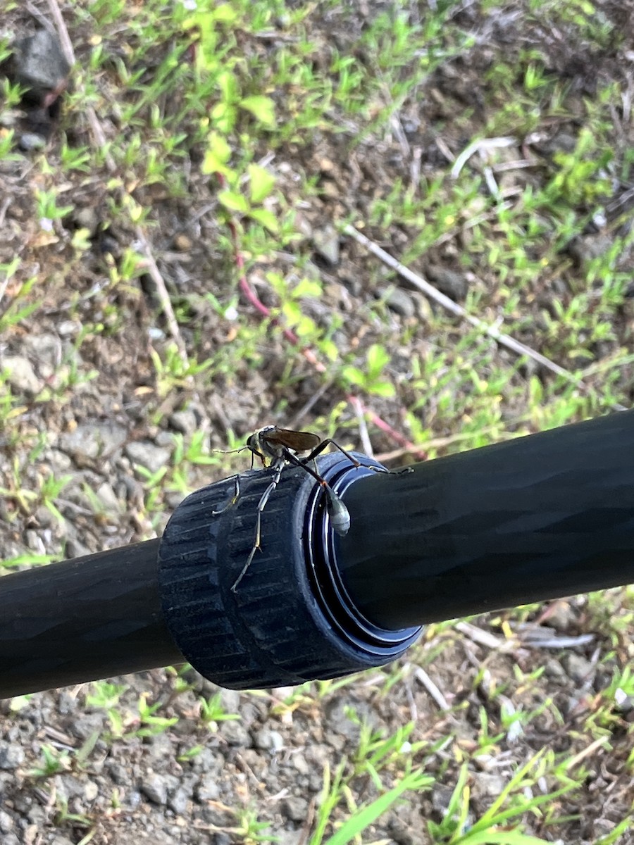 Animals - ML639931898