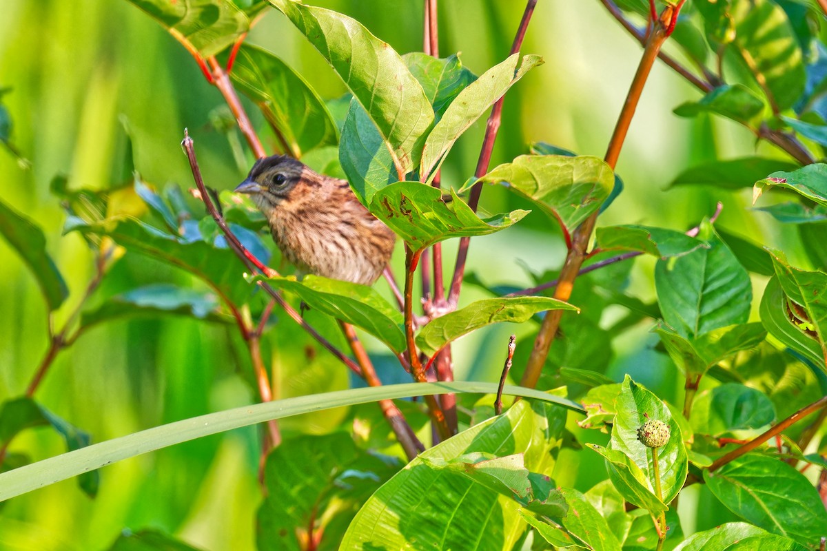 Swamp Sparrow - ML639931981