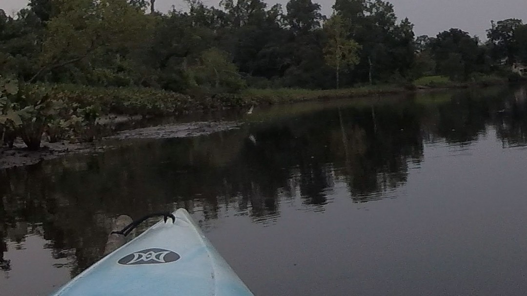 Spotted Sandpiper - ML639932004