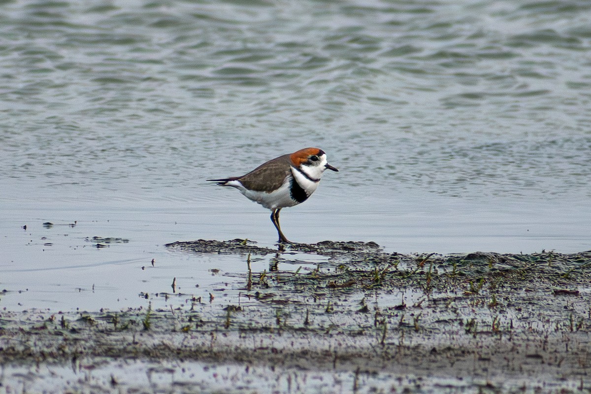 Two-banded Plover - ML639932019