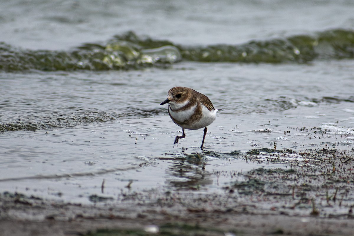Two-banded Plover - ML639932020