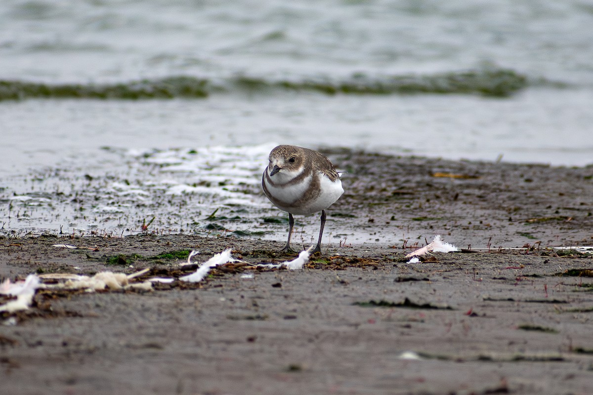 Two-banded Plover - ML639932021