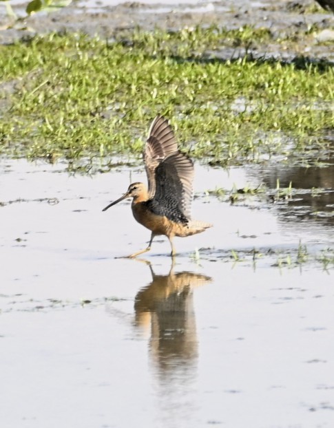 Long-billed Dowitcher - ML639932033