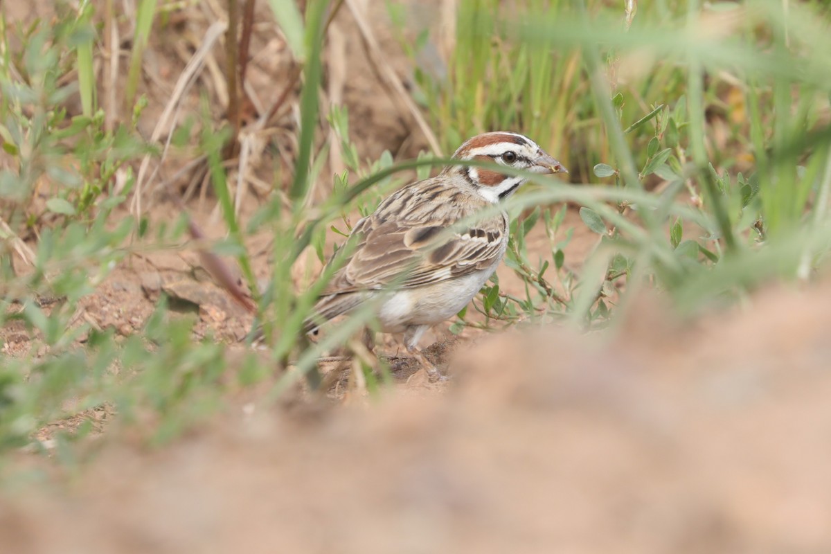 Lark Sparrow - ML639932088