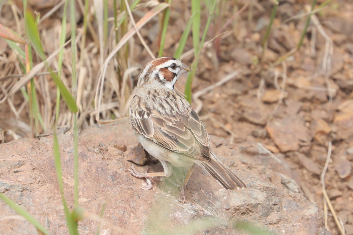 Lark Sparrow - ML639932089