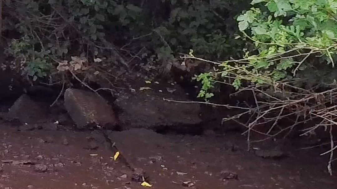 Northern Waterthrush - ML639932091