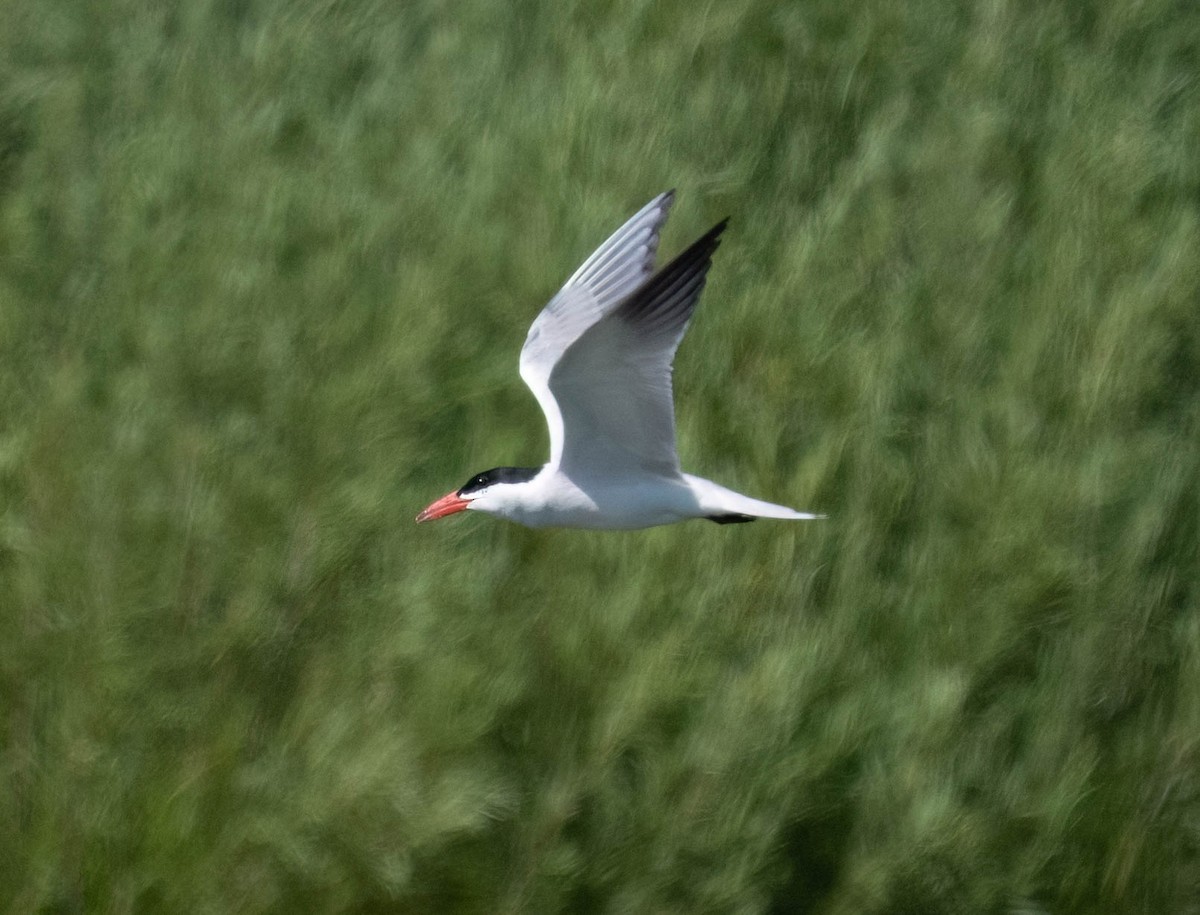 Caspian Tern - ML639932126