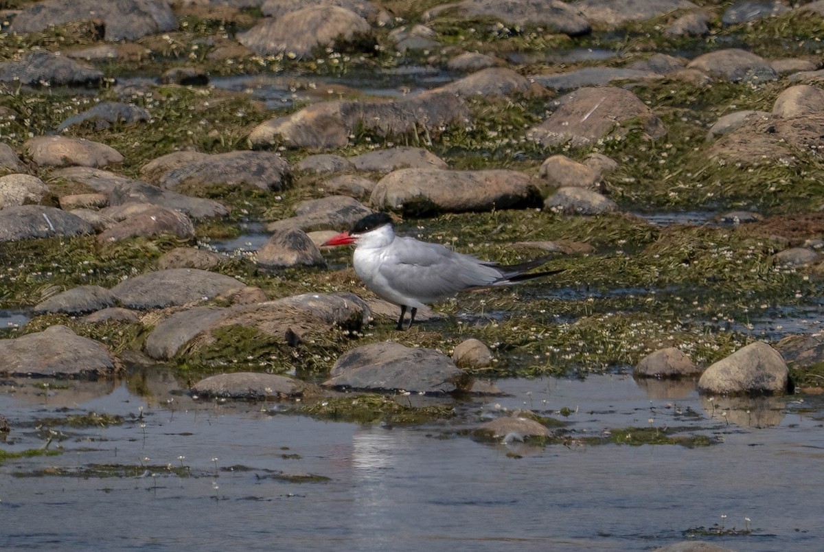 Caspian Tern - ML639932127
