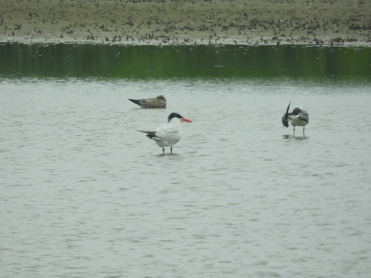 Caspian Tern - ML639932466