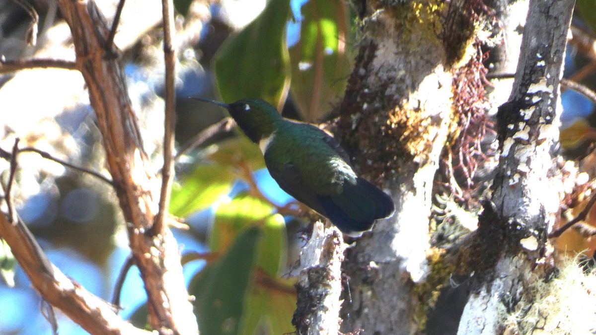 Amethyst-throated Sunangel - ML639932480